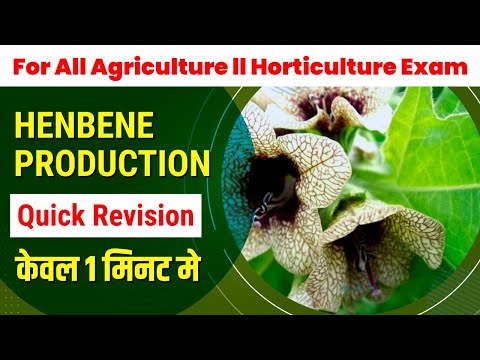 HENBENE PRODUCTION || PRODUCTION OF HENBENE || MEDICINAL PROPERTIES OF HENBENE.