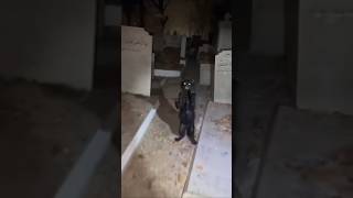 Download lagu SERAM ‼️Kucing kesurupan 😲 #ai #sora2 #soraai #kucing #aicat #shorts mp3 Download lagu SERAM ‼️Kucing kesurupan 😲 #ai #sora2 #soraai #kucing #aicat #shorts mp3