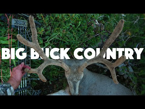 Big Buck Country: A High Country Archery Mule Deer Hunt