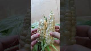 Download lagu #Shorts Hasil First Time Tanam Jagung di Rumah mp3