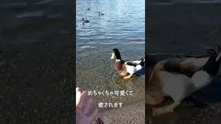 【宮崎】御池のマガモが可愛くて癒される動画