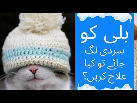 How to Treat Your Cat With Hypothermia || Animalia Dot Pk