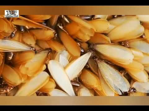 Hiểu về Côn trùng Mối 0862141415