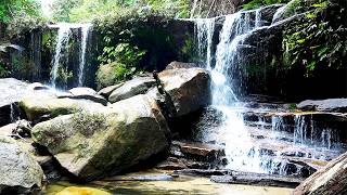 Download lagu RELAKSASI SUARA ALAM KICAU BURUNG DAN GEMERCIK AIR DI DALAM HUTAN mp3