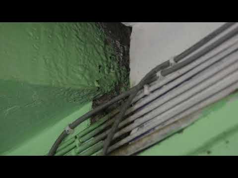 Nesting time , House sparrow