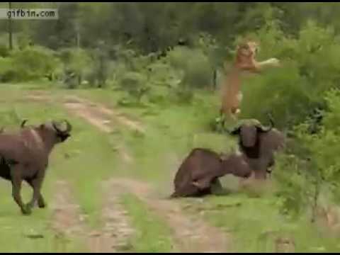 Sanjeet kumar singuhi