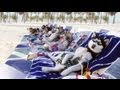The best talking dogs compilation / snow dogs ...