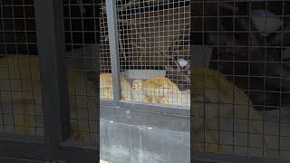 Download lagu Hewan apa ini ? The Nice Park Bandung mp3 Download lagu Hewan apa ini ? The Nice Park Bandung mp3