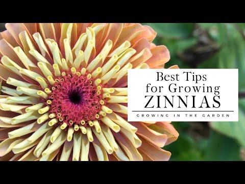 HOW to PLANT and GROW ZINNIAS plus TIPS for growing zinnias in HOT CLIMATES