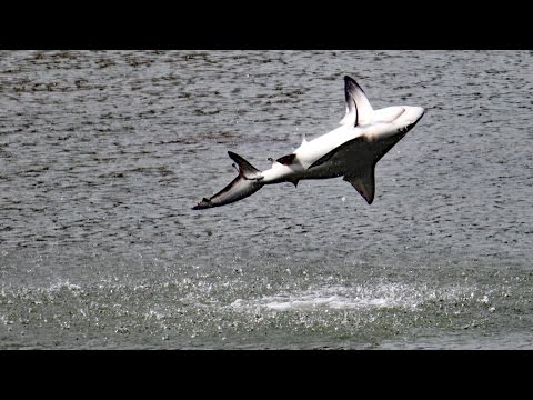 image-Do spinner sharks bite humans?
