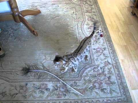 StarBengal Solo Available Brown Spotted Female Bengal 2.26 (2).AVI