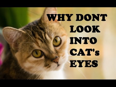 Why Dont Look Into Cat's Eyes