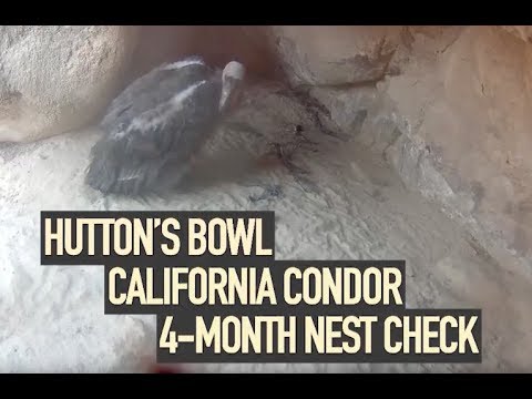 2018 Hutton's Bowl Condor 4-Month Nest Entry Highlights