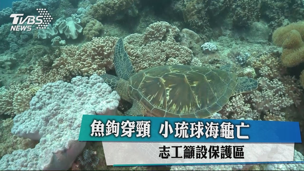 魚鉤穿頸!小琉球海龜亡 志工籲設保護區