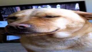 My Dog is allergic to the Royal Wedding