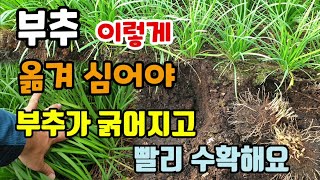 부추 이렇게 옮겨 심어야 부추가 굵어지고 수확도 빠릅니다 부추웃거름방법