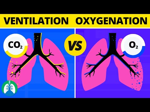 Ventilation vs Oxygenation vs Respiration: What is the Difference?