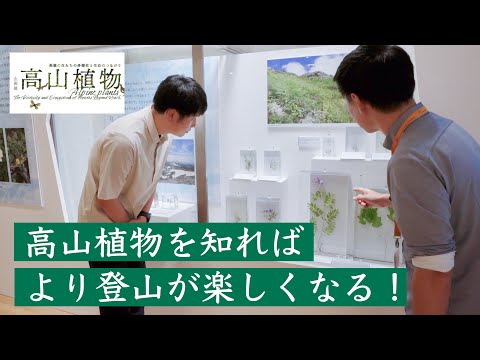 登山キンレンカ、カナリアキンレンカ 植物