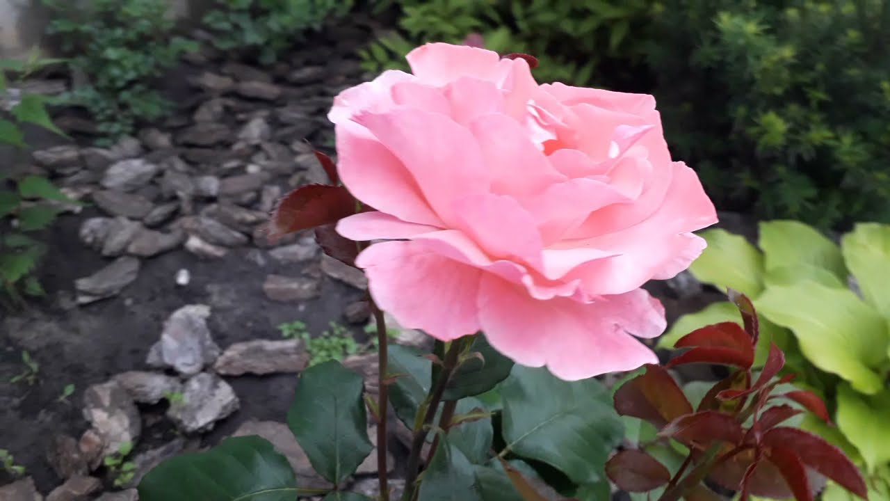 Розовая роза  сорта Квин Элизабет ( начало цветения ). Queen Elizabeth  rose.