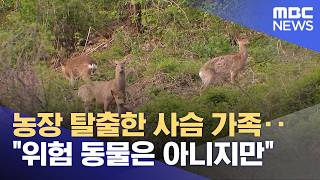 농장 탈출한 사슴 가족‥위험 동물은 아니지만 (2026.04.23/뉴스투데이/MBC)