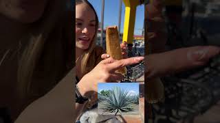 Así se comen el agave en México