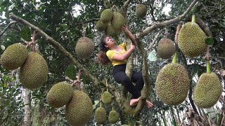 New Day on the Farm. Harvesting Giant Ripe Jack fruit go to market sell. Ep 123.