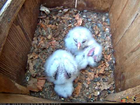 Largest Owlet Spreads Wings, Defecates In Corner of Barred Owl Nesting Box – Apr. 19, 2017