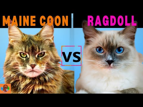 MAINE COON CAT VS RAGDOLL CAT  (Cat Breed Comparison) Which one should you choose?