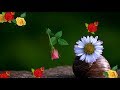 Good Morning Video Unique Flowers