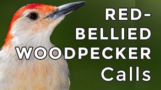 RED-BELLIED WOODPECKER CALLS: Learn Their 3 Most Common Calls (2024)