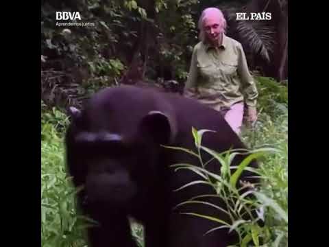 la historia de Wounda