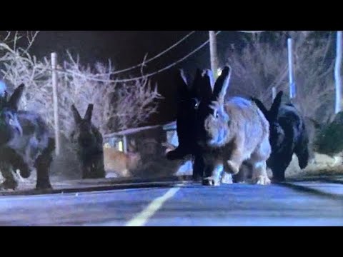 The Big Monster Briefing Room 09 - "Night of the Lepus" (1972)