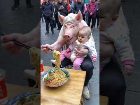The way a pig eats is so clever. I laugh every time I watch it.