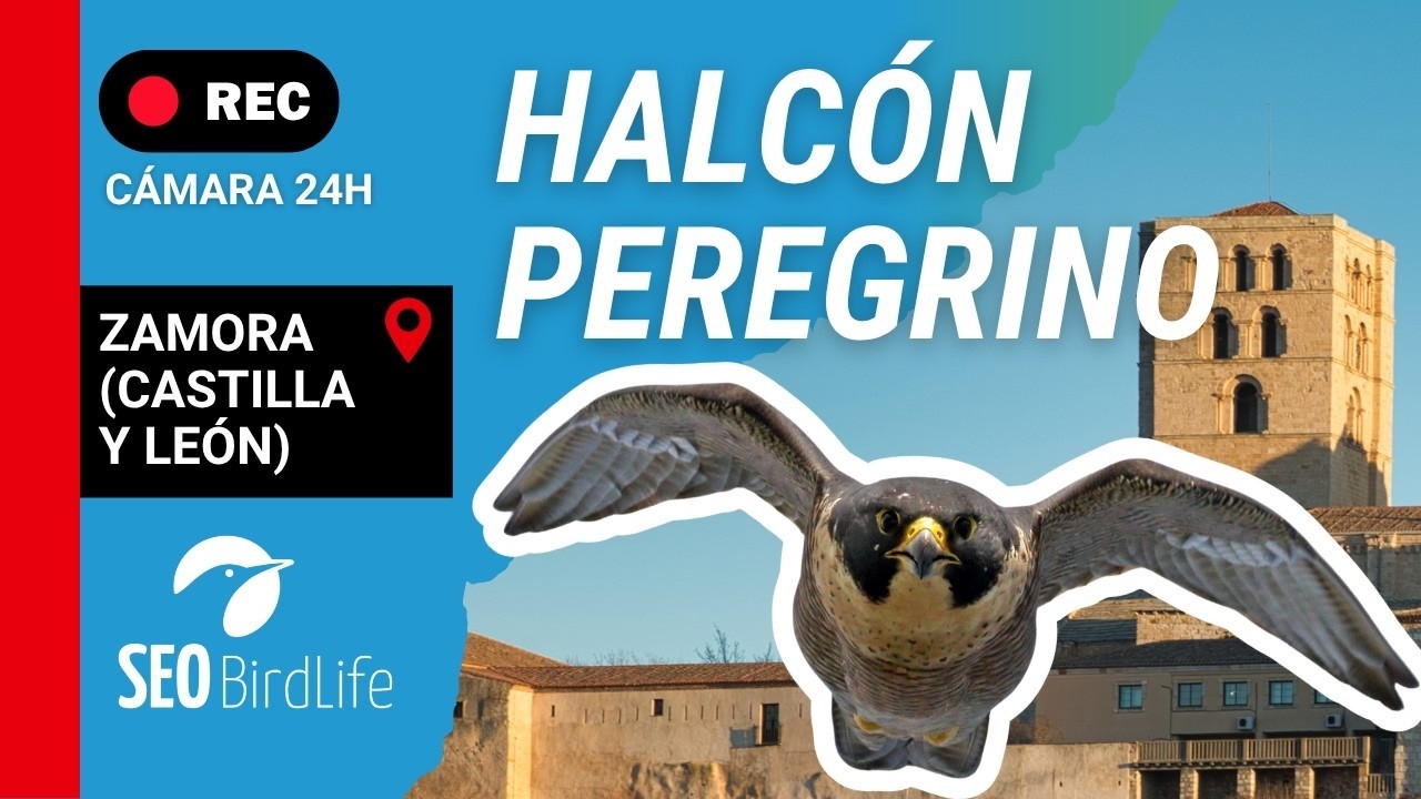 Live webcam view of Nido de Halcón Peregrino Zamora