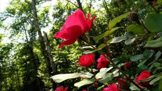 Beautiful Like This: Josh Willson