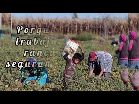 El Jornalero - José Mora  letra (música campesina)