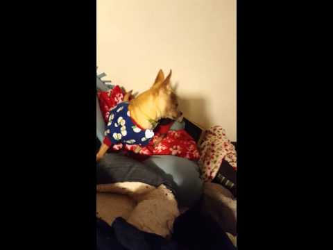 Jaina chocolate Chi flirting w/ Cristiano Ronaldo