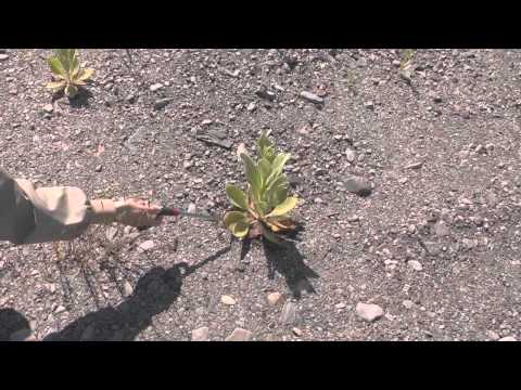 La poussière dans le sang (bande annonce)