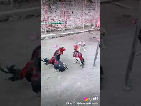 Seal murga ki dahshit Full vedio new style