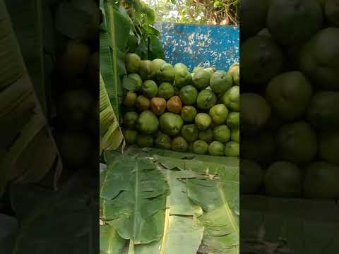 A grade solid green coconut, packaging size: truck loading, ...