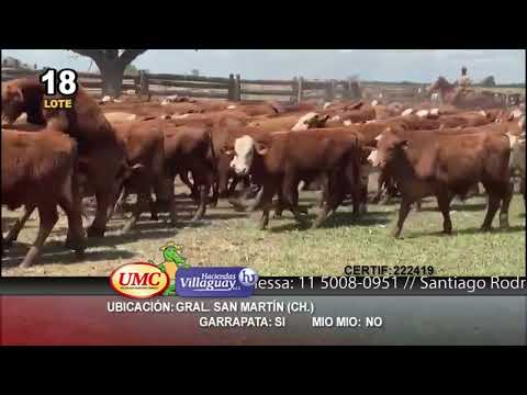 Lote 100 Terneros en Gral. San Martín, Chaco