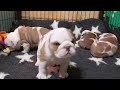 Bulldog Inglés cachorro en venta