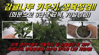 감귤나무키우기:70일 경과 생육정검!! 묘목도 생리낙과??, 비료시비, 병해충관리, 과수원 묘목과는 자람새가…