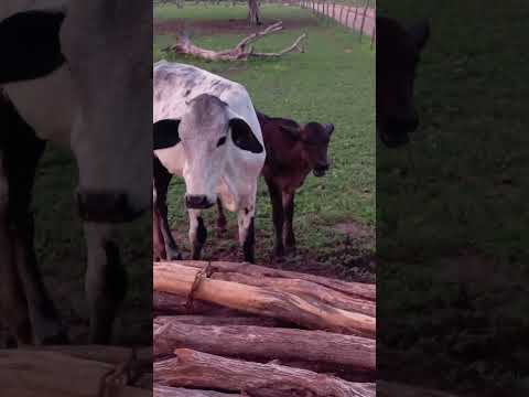 fazenda Castelo pé de serra ba