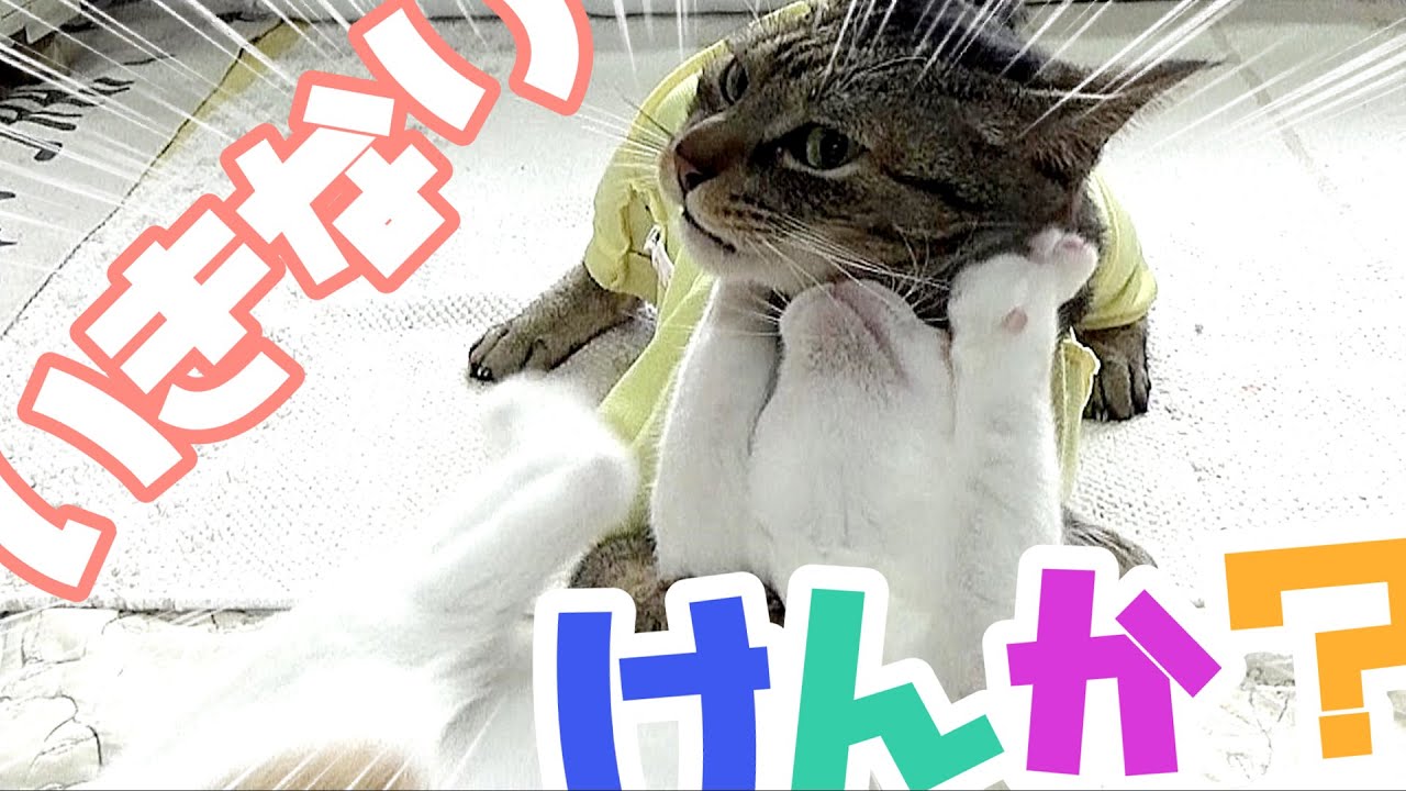 保護子猫と先住猫がいきなり喧嘩！！何度も何度も跳びかかって行く子猫のユキ