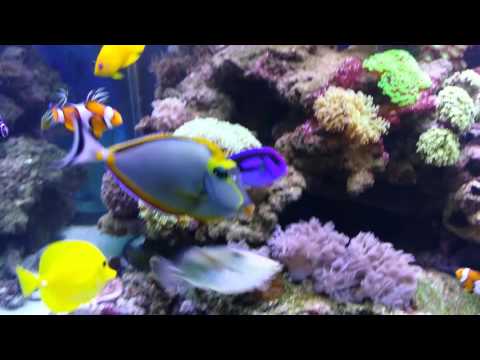 Beautiful mixed Reef tank/Marine aquarium
