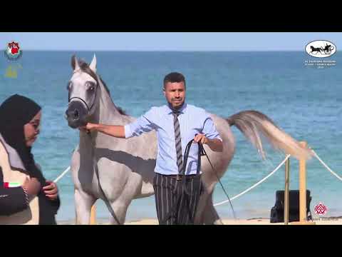 N 450 R A K MANSOUR   Al Dhafrah Arabian Horse Championship 2023   Colts 2 Years Old Class 7C