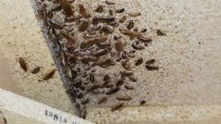 German cockroach infestation under kitchen counter