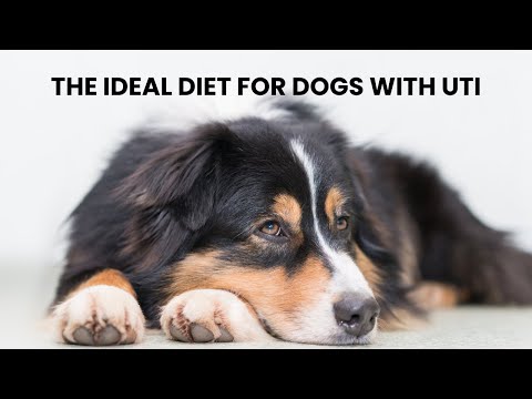 The Ideal Diet For Dogs With UTI