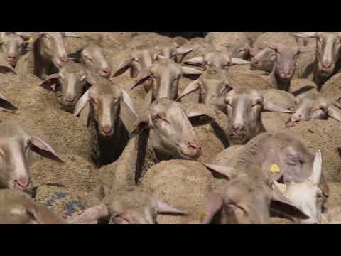 Domaćine kako radiš 08.11.2017. - Ovčarstvo - Vranje i Mladenovac